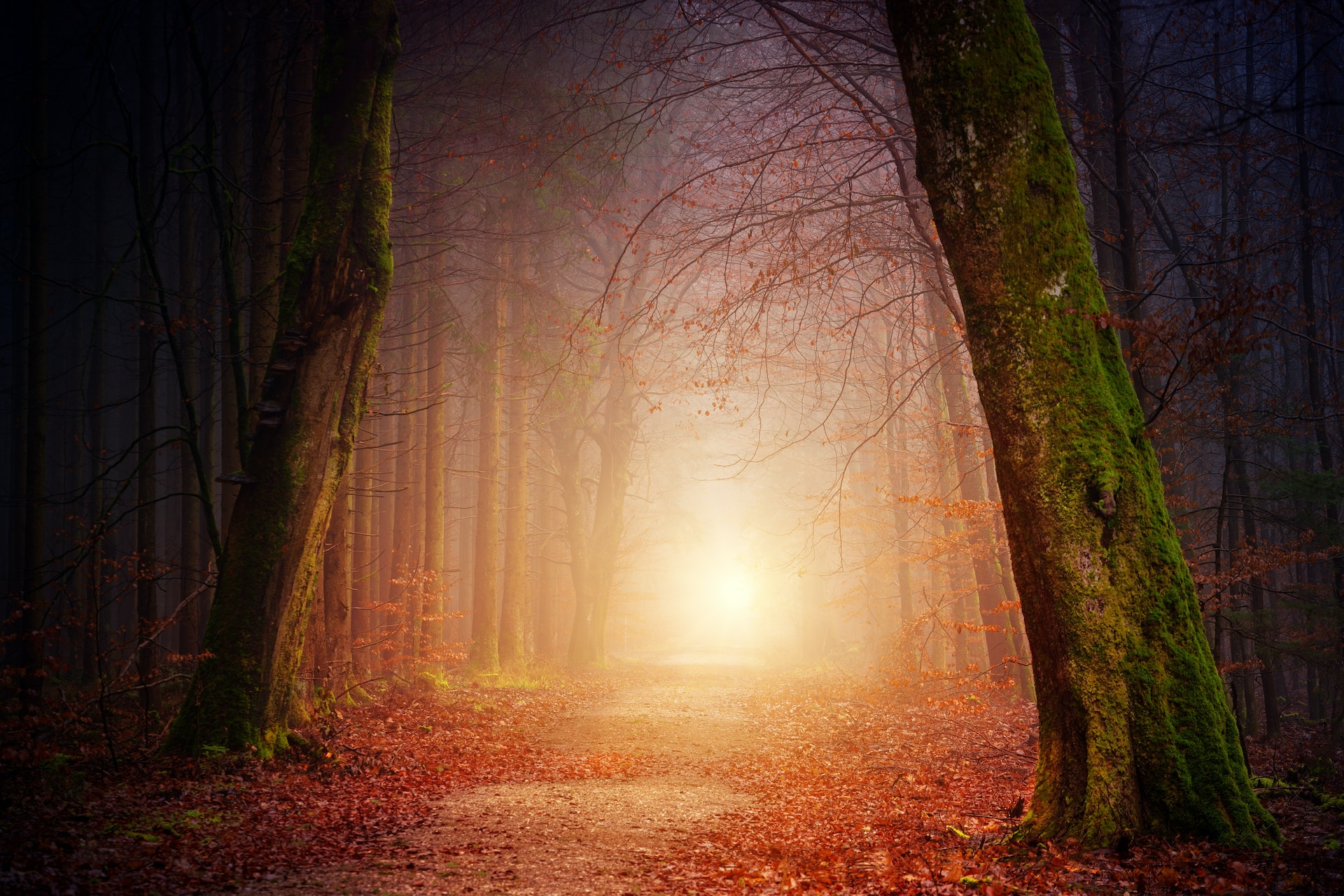 Light at the end of the nature road ~ Mussar Facilitator